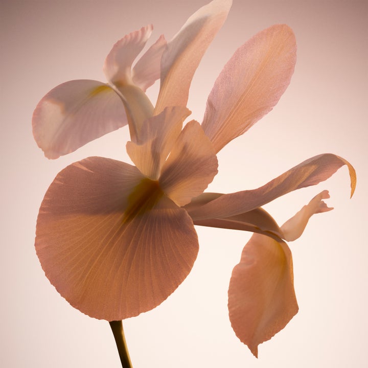 The Scent Le Parfum